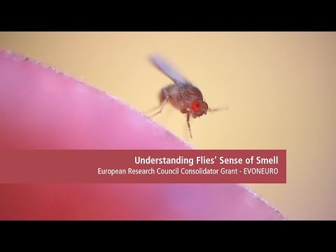 Understanding flies’ sense of smell - EURESEARCH/UNIL