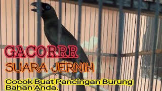 Download lagu Murai Papua Murai Irian Gacor Suara Jernih... mp3