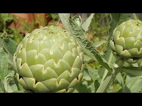 download lagu mp3 mp4 Artichoke Vegetable Family, download lagu Artichoke Vegetable Family gratis, unduh video klip Artichoke Vegetable Family