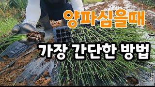 양파 초간단 쉽게 심는법 뿌리 활착도 빠르다  양파 심는 시기는?
