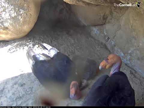 Family Reunion on Hutton's Bowl Condor Cam – May 29, 2018