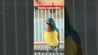 Download lagu kolibri kelapa gacor /korlap/manggar/wiceh #shorts #kolibrikelapa #hummingbird #korlapgacor mp3