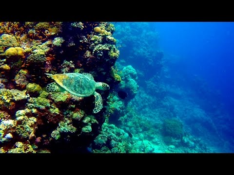 DiveSense 24 Feb 2017 Voyager SUDAN north