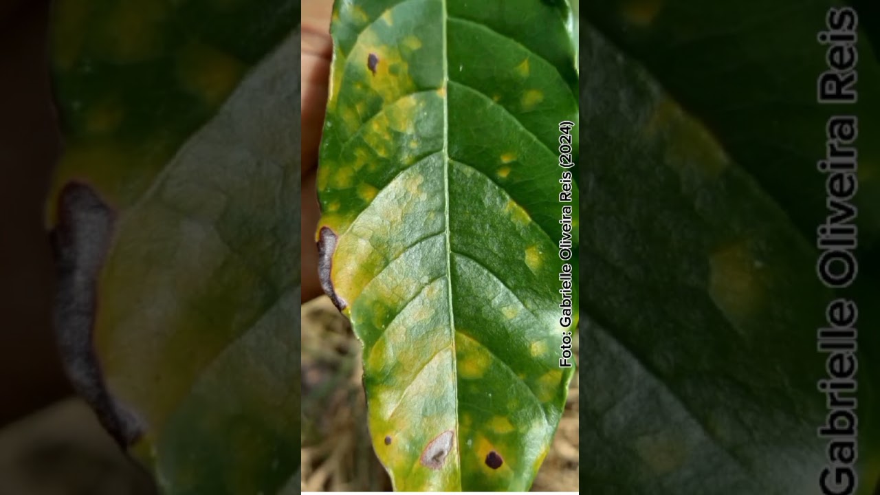 Ferrugem na Cultura do Café