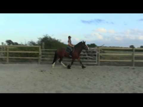 download lagu mp3 mp4 Elevage Shire France, download lagu Elevage Shire France gratis, unduh video klip Elevage Shire France