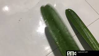 Lan Rừng Buôn Đôn chia sẻ kiếm VTN sần nhẹ phiên tối ngày 21/4/2021 Sđt 0962237739