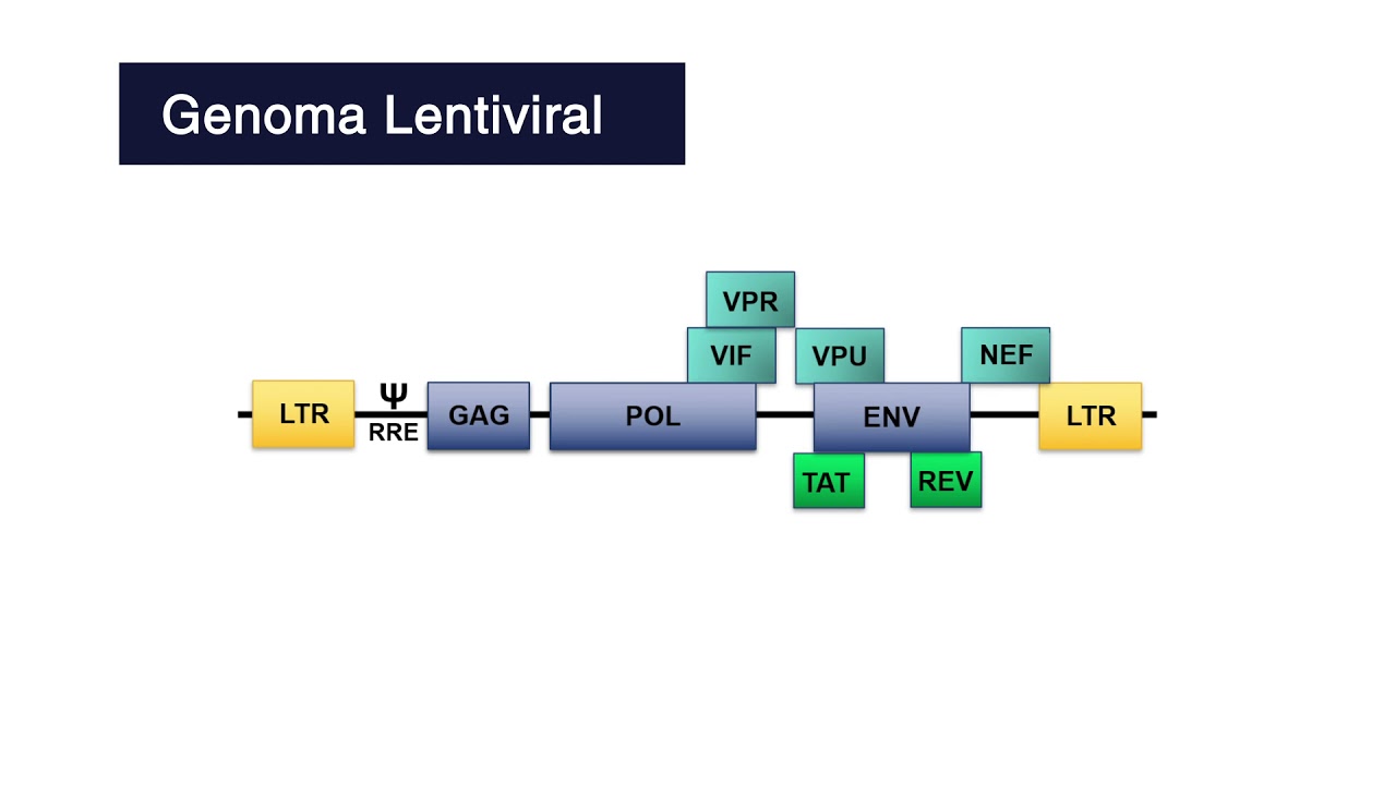 Vetores de vírus de RNA e modelos não clínicos de terapia gênica