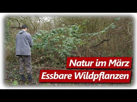 Nahrung aus der Natur | Essbare Wildpflanzen Teil 1