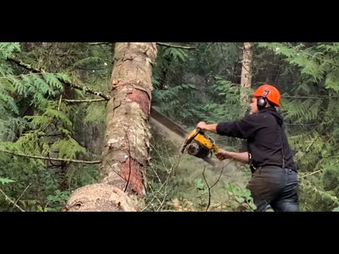 Hung up tree. Take down technique