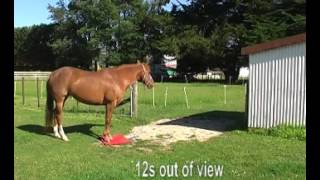 #18 HorseGym with Boots PARKING OUT OF SIGHT