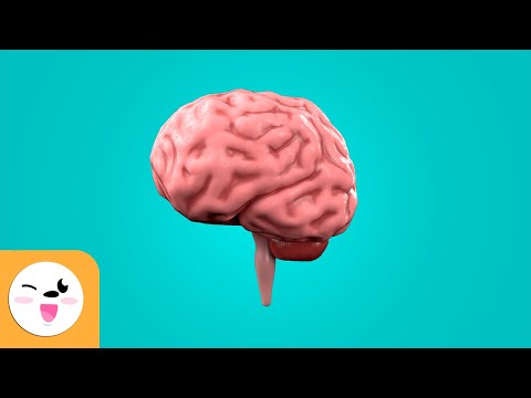 El cerebro para niños - ¿Qué es y cómo funciona?