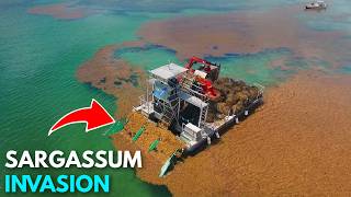 Download lagu Sargassum Was a Caribbean Disaster and Now is Pure Gold mp3