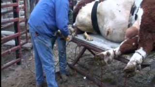 preview picture of video 'How to trim a big bull's hoofs'