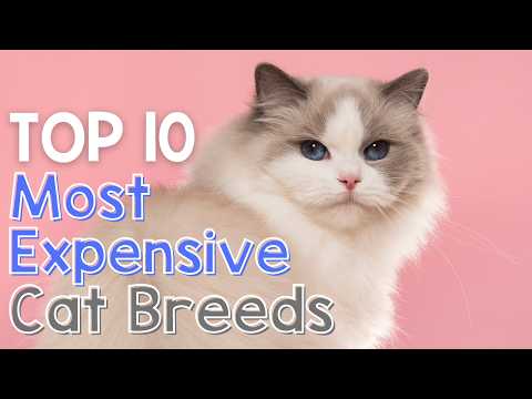 Top 10 Most Expensive Cat Breeds in the World