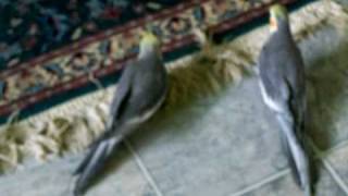 preview picture of video 'Our pet cockatiels roaming freely'