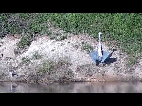 Djuma: Water Thick-knee along with Grey Heron sunning itself - 16:44 - 03/03/2023