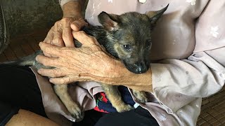 Pets Rescue | Life Of A Small Dog Diseases  With A Lonely Old Lady In An Abandoned House