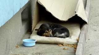 The Life of a Homeless Street Dog - HOWL OF A DOG Rescue Video