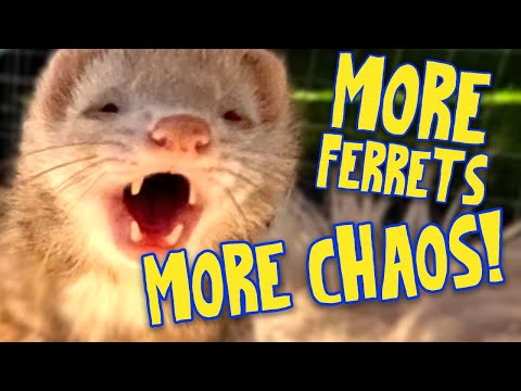 MORE of What You Need to Know About Ferrets