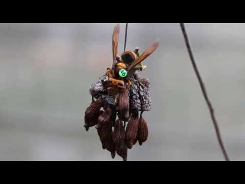 A tagged Vespa velutina attacks a diaspore of Stemona tuberosa - YouTube