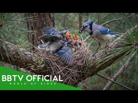 Blue Jay: 70 Days From Egg to Survivor