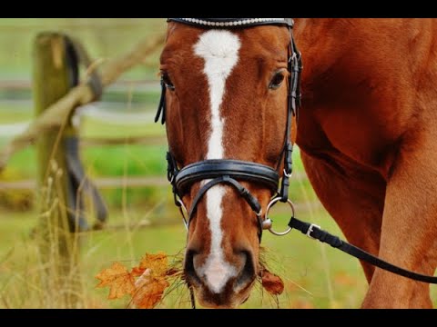 Intalnire cu domnul Ciprian Turculet, sef la Herghelia Beclean