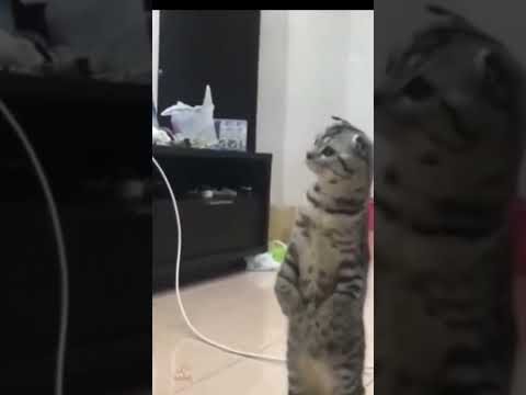 cat ki chalakiyan #shorts #hakeemtariqcaretaker