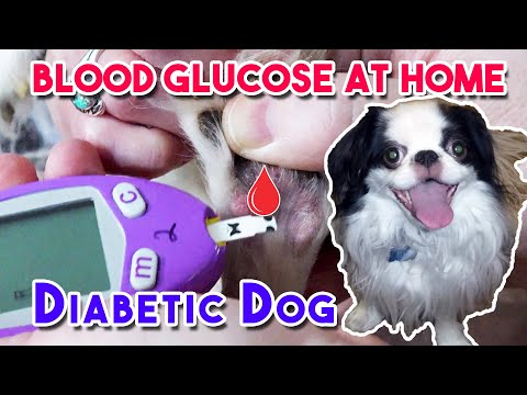 How To Test Your Dog's Blood Glucose At Home and Save $150