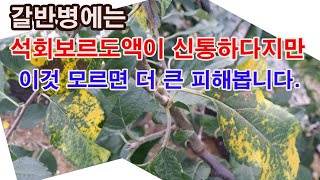 갈반병에는 석회보르도액이 신통하다지만 이것 모르면 더 큰 피해봅니다.(사과나무 병충해, 갈반병 원인, 갈반병…