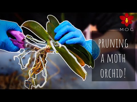 Phalaenopsis Orchid with long Stem (neck) - Pruning & Repotting | Orchid Care for Beginners