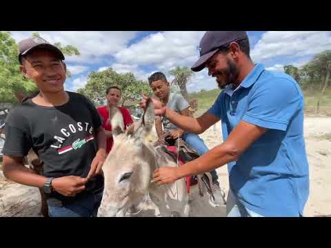 Jegue de 35 Reais na Feira do Bola Monteiropolis - AL 16 - 11 - 2025 #nordeste