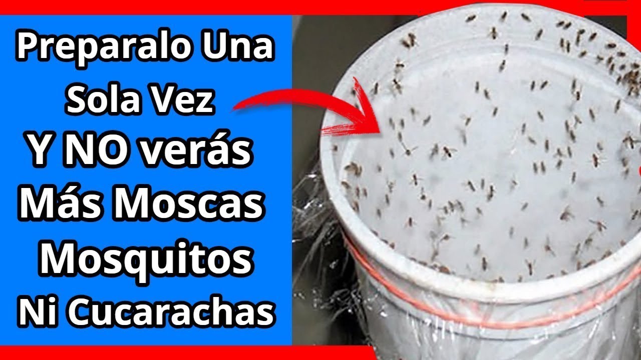 Watch Si Pones Esto en Tu casa, 1 hora después NO verás NUNCA + Mosca, Mosquito o Cucaracha Now Si Pones Esto en Tu casa, 1 hora después NO verás NUNCA + Mosca, Mosquito o Cucaracha