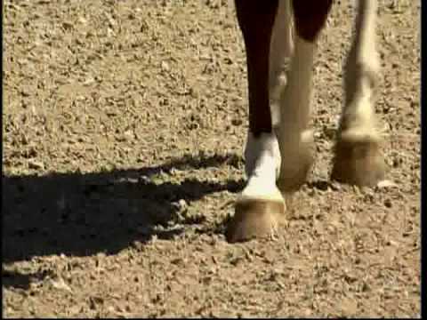 Aachen CHIO 2010 - Kür -Laura Bechtolsheimer