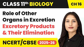 Role of Other Organs in Excretion | Class 11 Biology Chapter 16 | CBSE 2024-25