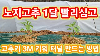 노지고추 1달 빨리심고 고추키 3M키워  터널 만드는 방법 고추심는 방법,시기,간격 고추농사 잘짓는법 귀농귀…