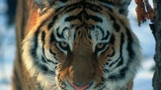 Амурский тигр на охоте фото
