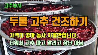 고추농사 두물고추를 수확해 깨끗히 세척하여 건조기에 가득넣어 건조하였고 햇볕에 마무리 건조합니다  고추수확 …