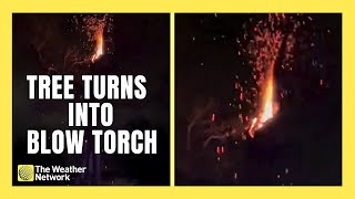 Lightning Strike Turns Tree Into Raging Blow Torch