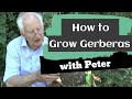How to Grow Gerberas | Garden Ideas | Peter Seabrook