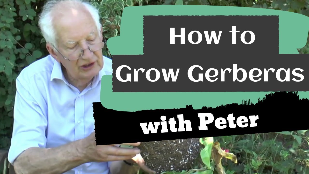 Growing Gerberas