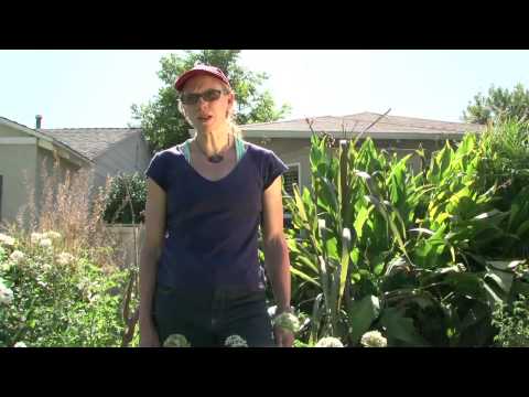 Tomato Gardening   How to Use an Epsom Salt Mix as a Fertilizer for Tomatoes