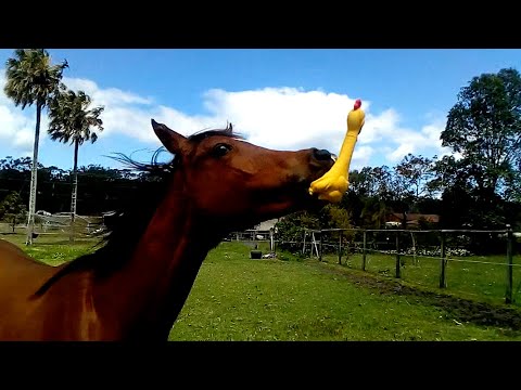 ¡Los Videos De Caballos Más Lindos y Divertidos!