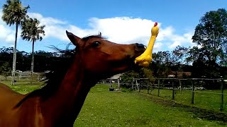 Miniature vidéo