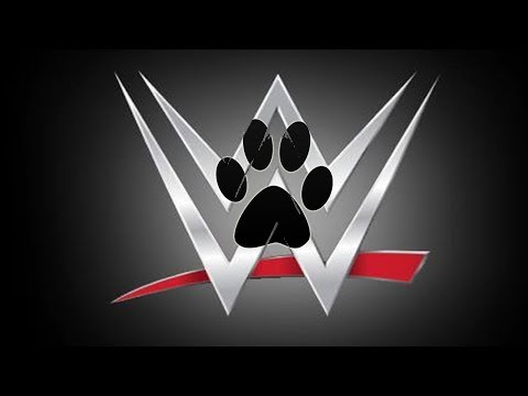 WWE Cat version - lakshithacast