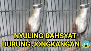 Download 63 Gambar Burung Flamboyan Jantan Dan Betina Keren Gratis