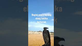 Download lagu Suara burung elang, awas kaget !!! #burung #burungelang #elangjawa #shorts mp3 Download lagu Suara burung elang, awas kaget !!! #burung #burungelang #elangjawa #shorts mp3