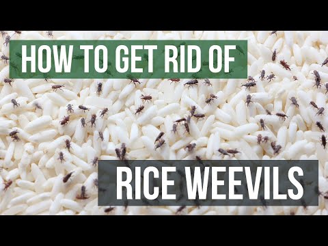 How to Get Rid of Rice Weevils (4 Easy Steps)