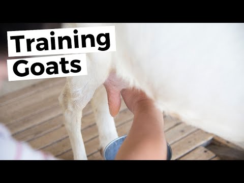 , title : 'Training New Goats to Milk | Milking Goats | Milking a Goat By Hand | How to Milk a Goat'