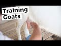 Training New Goats To Milk Milking Goats Milking A Goat By Hand How To Milk A Goat