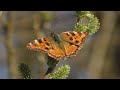 Bij de Buur op een Uur: Vlinderparadijs Papiliorama in Havelte
